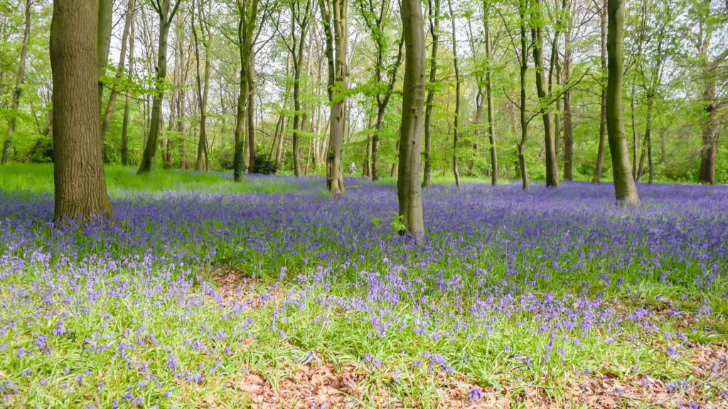 Wanstead Park Redbridge east London